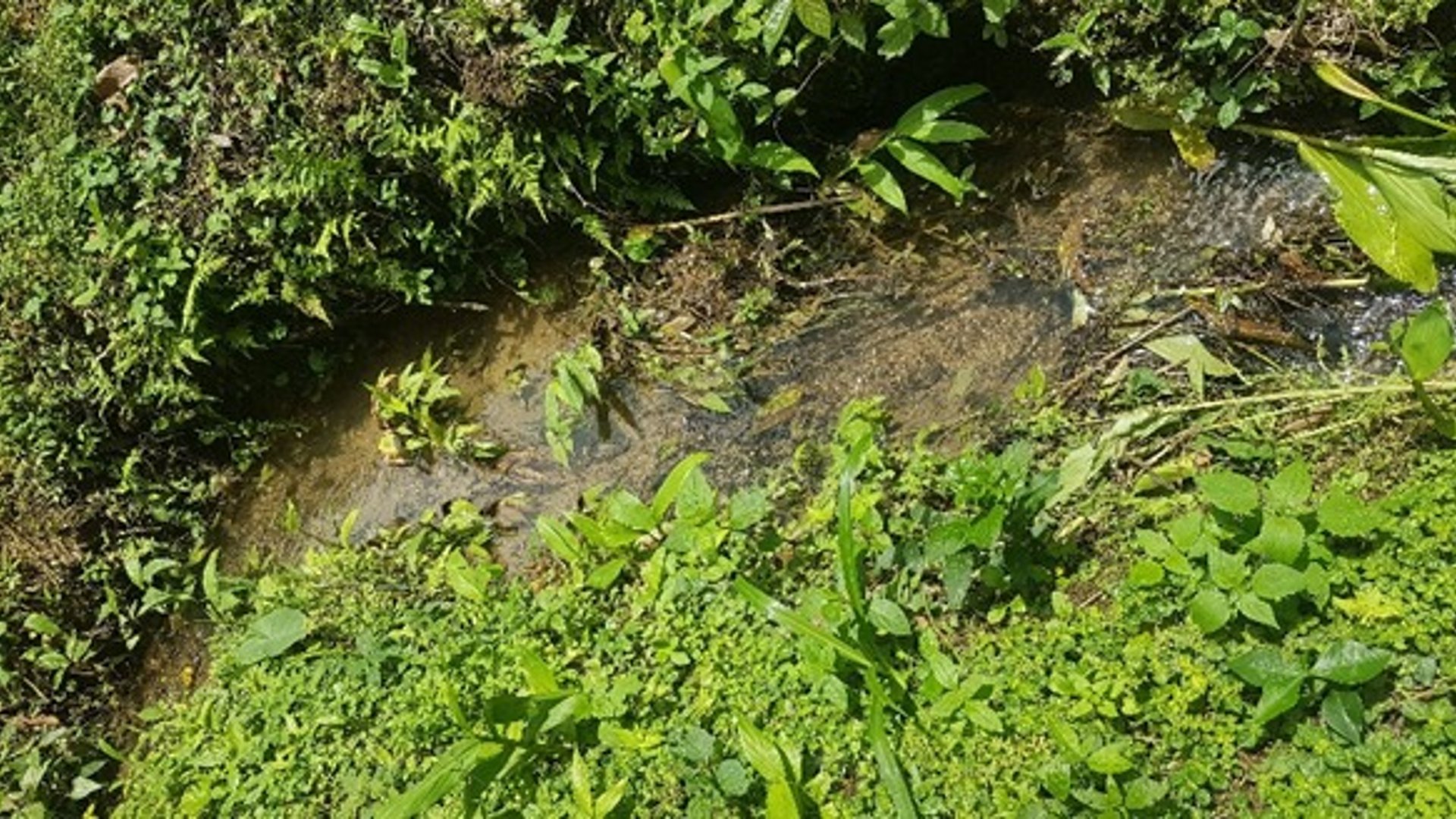 Terreno en Venta en Santa Cruz Verapaz, Alta Verapaz - Miniatura 3