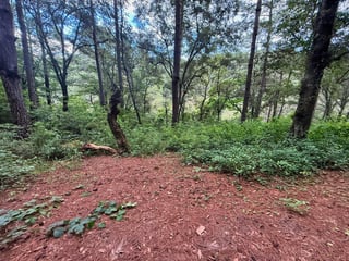 Terreno boscoso en venta | Labor de Castilla 1 – Km 24 Interamericana - 3