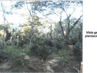 TERRENO/FINCA EN VENTA EN FRAIJANES , CAES - 3