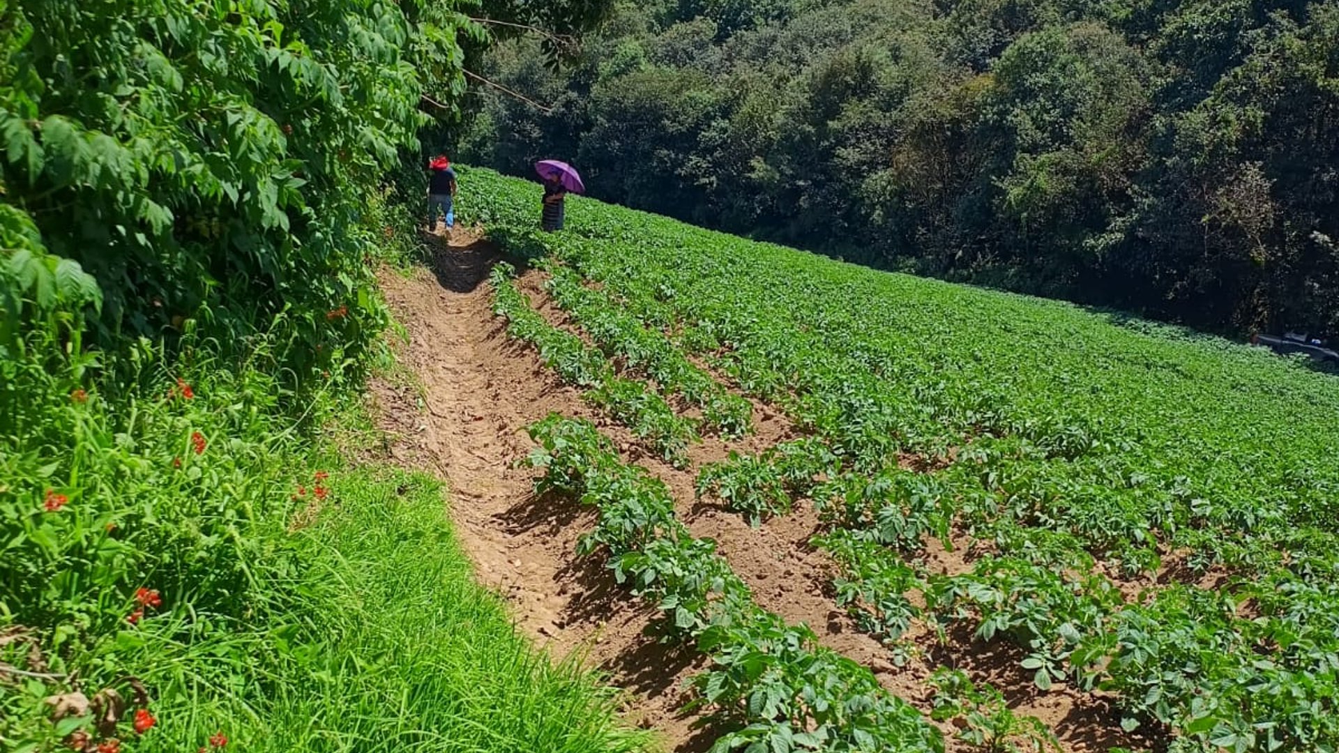 Terreno en venta, en Quetzaltenango - Miniatura 4