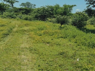 Finca de 113 Manzanas en venta Autopista Puerto Quetzal - 2
