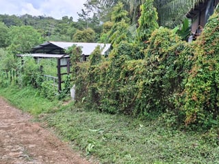 Granja en Venta en Cobán, Alta Verapaz  - 5