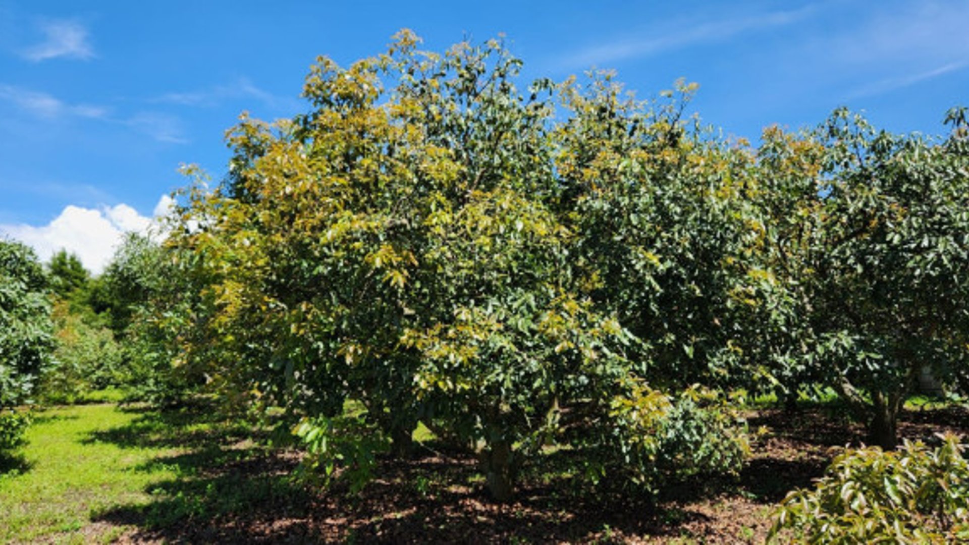 En venta finca aguacate Hass San Vicente Pacaya Esc - Miniatura 3