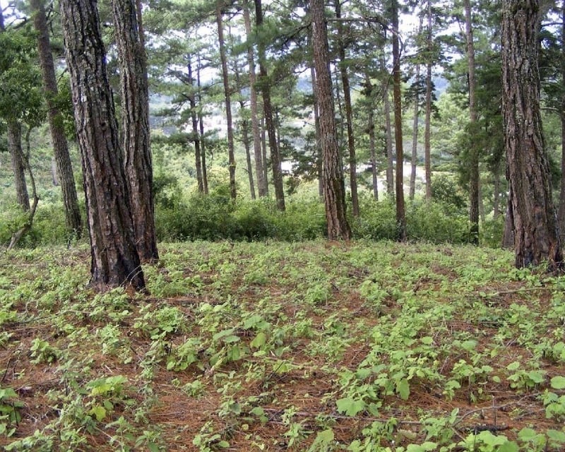 TERRENO 4.5 MANZANAS PARA DESARROLAR EN SAN ISIDRO, ZONA 16