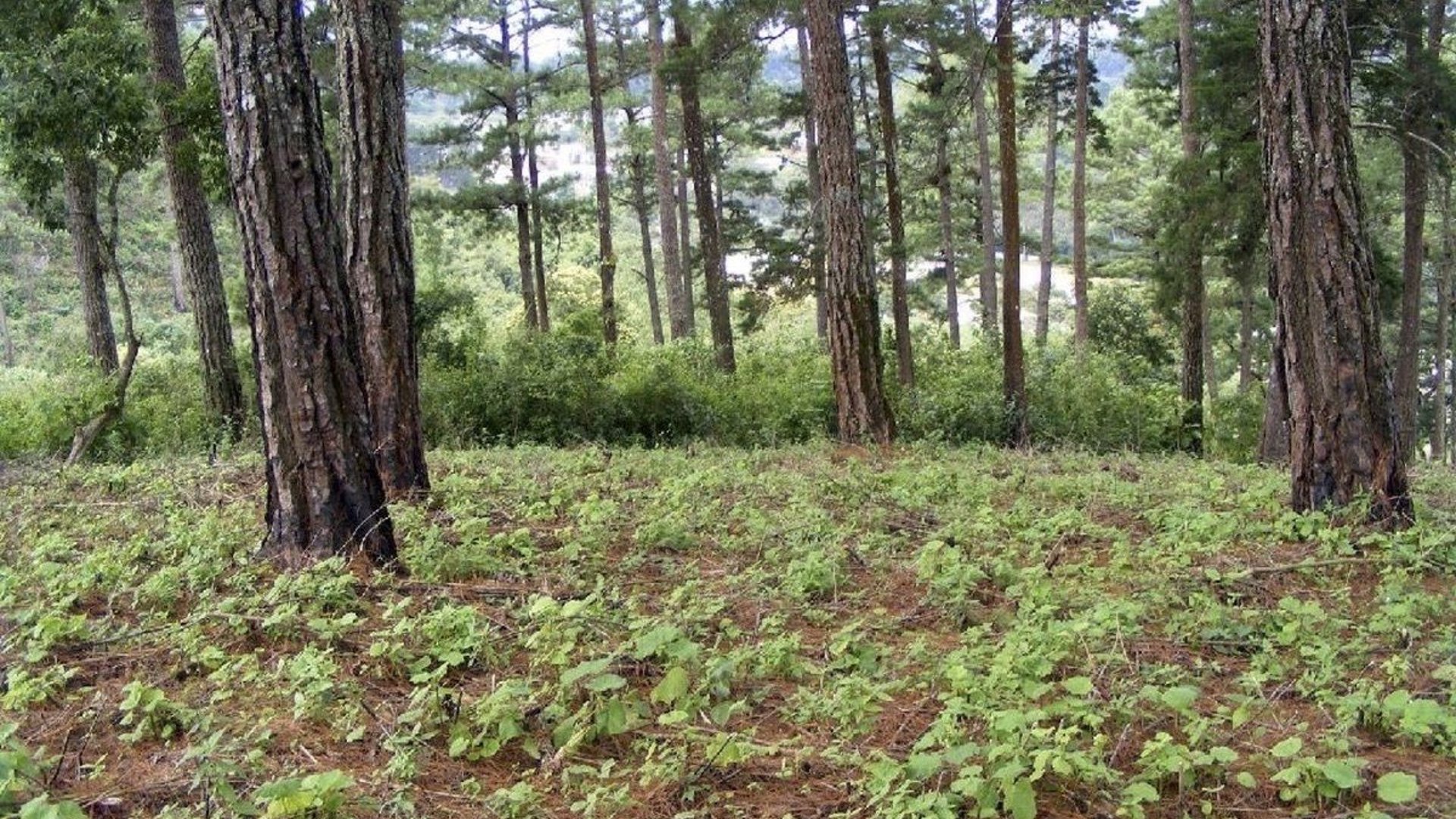 TERRENO 4.5 MANZANAS PARA DESARROLAR EN SAN ISIDRO, ZONA 16