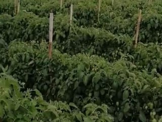 FINCA EN VENTA CON 293,500 Mts2 CON RÍO iNTERMEDIO - 4