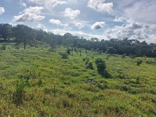 FINCA EN VENTA – PETÉN | SAN ANDRES - 4