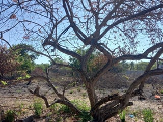 Terreno en Venta Camino a Monterrico  Taxisco, Santa Rosa - 3