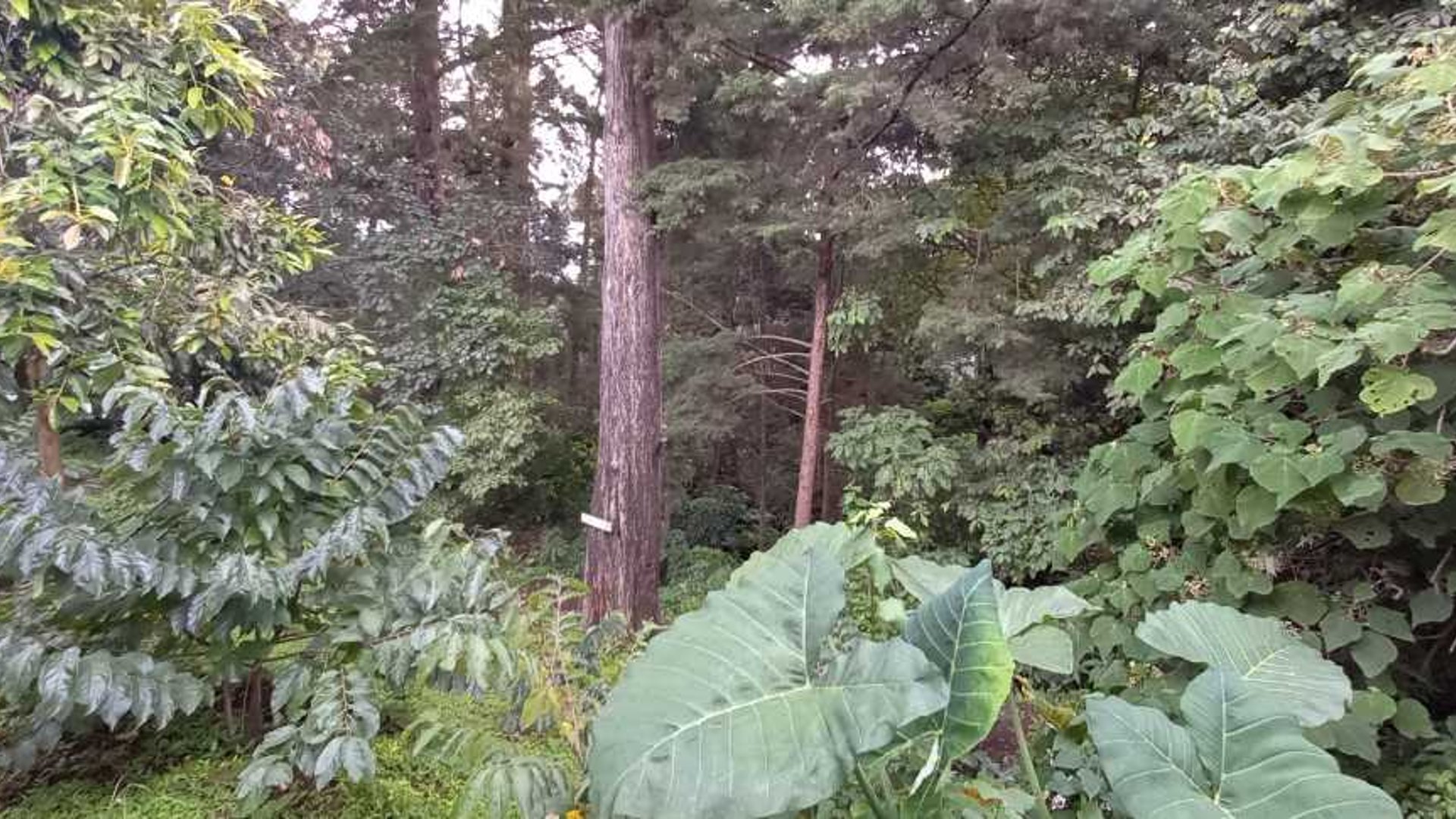 Terreno Rebajado en Santa Lucia Milpas Altas - Miniatura 3