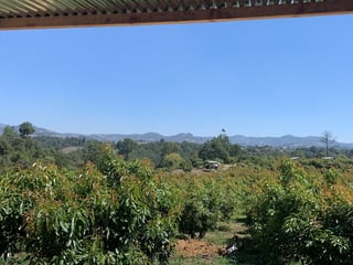 Finca en Producción de Aguacate Hass | 5.88 Mz en Chimaltenango - 2