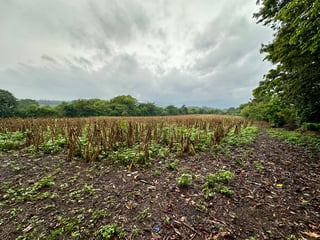 Terreno en Venta en El Jocotillo, Villa Canales - 3