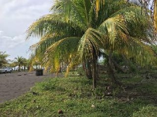 Terreno en Venta Cercano a Juan Gaviota Escuintla - 3