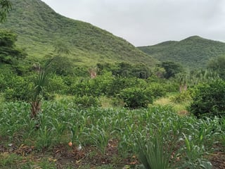 FINCA EN VENTA EN EL PROGRESO  - 3