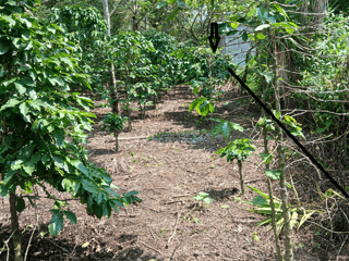 Vendo Terreno en San Pedro las Huertas ANTIGUA GUATEMALA. - 5