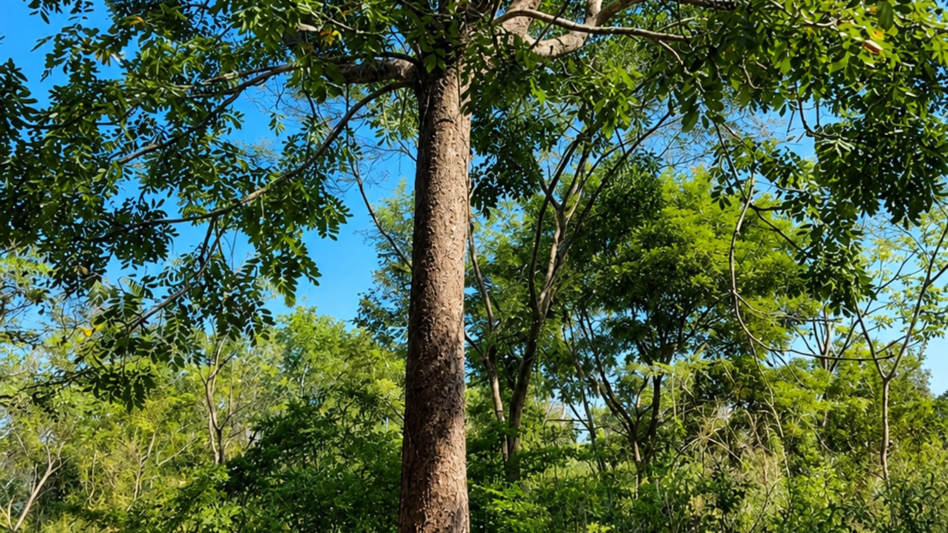 FINCA FORESTAL CERTIFICADA EN VENTA | ESCUINTLA GUATEMALA - Miniatura 4