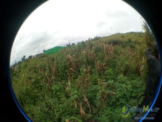 Vendo Terreno de 7,250vrs² adelante de Ciudad Peronia - Image 5