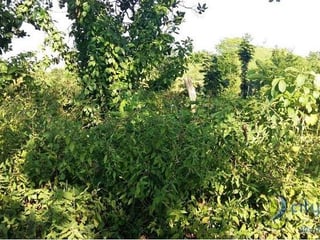 Terreno en Venta en San Andres Villa Seca Retalhuleu - 3