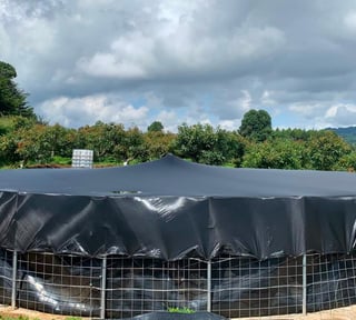 Finca en Producción de Aguacate Hass | 5.88 Mz en Chimaltenango