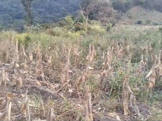 Terreno en venta · Circunvalación al Lago · Amatitlán · 9.8 manzanas - 4