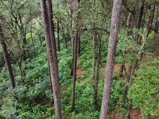 Terreno boscoso en venta | Labor de Castilla 1 – Km 24 Interamericana - 2