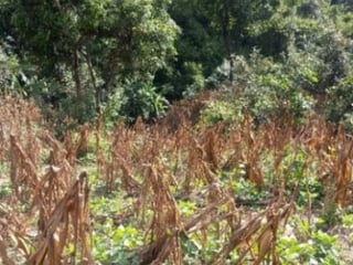 Finca en venta en San Pedro Ayampuc de 7.6 Manzanas - Image 15