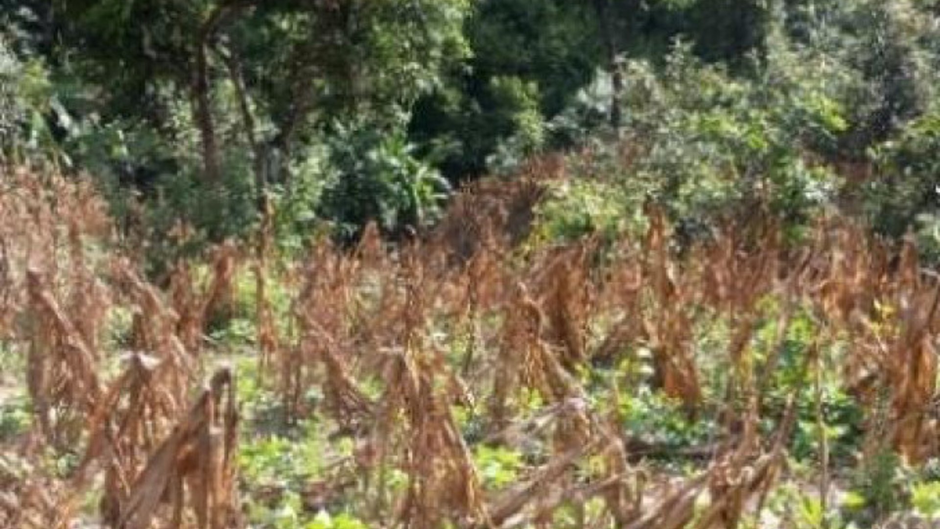 Finca en venta en San Pedro Ayampuc de 7.6 Manzanas - Miniatura 15