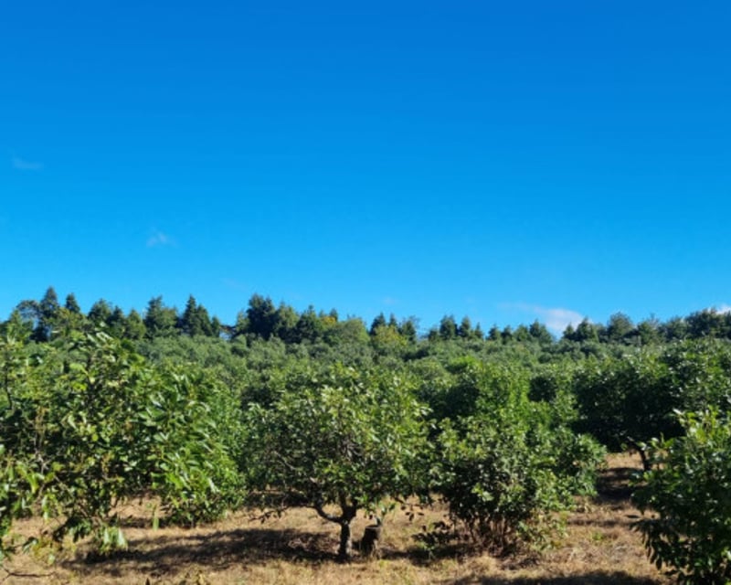 En venta finca aguacate Hass San Vicente Pacaya Esc