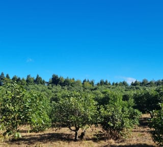 En venta finca aguacate Hass San Vicente Pacaya Esc