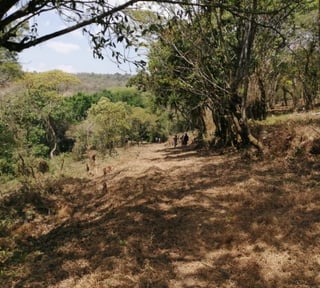 Terreno 7 manzanas km 26.5 a Santa Elena Barillas