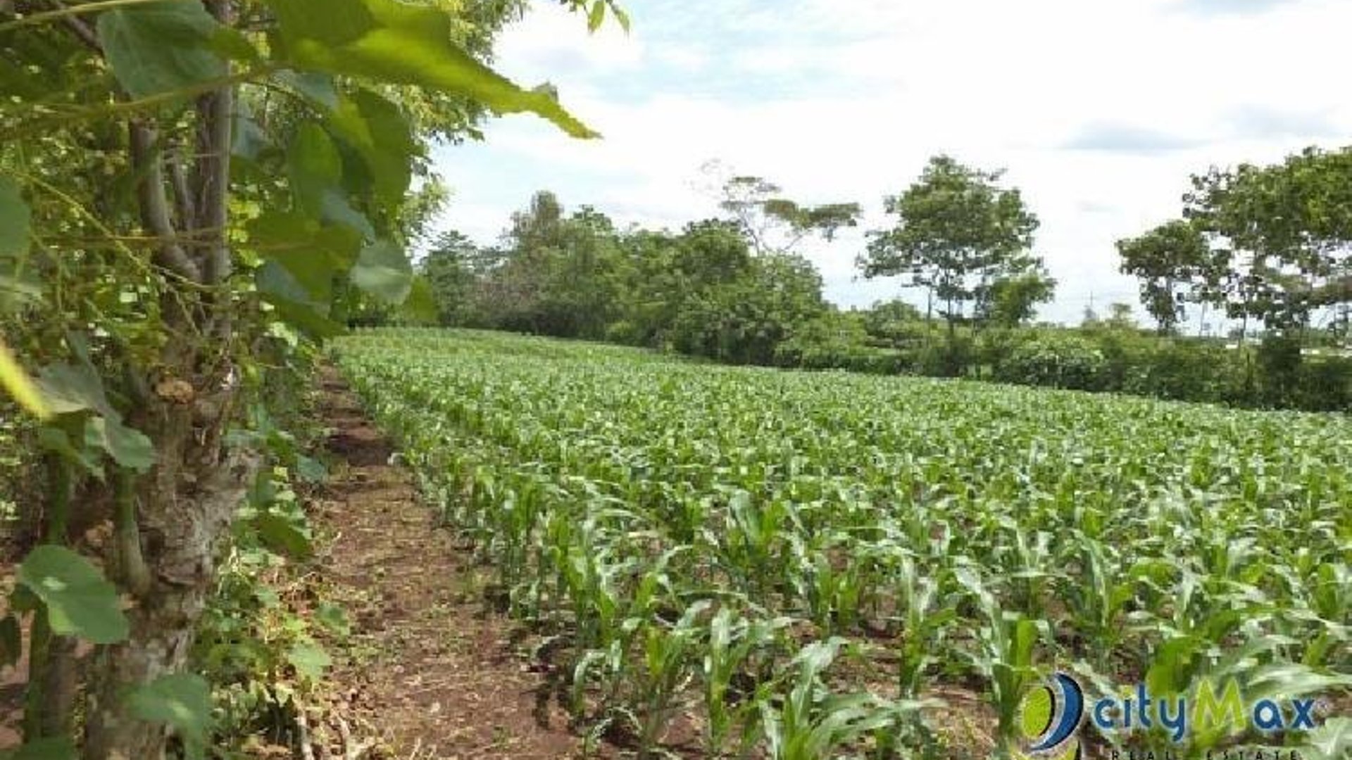 Vendo Terreno con siembra en Cuyotenango, Suchitepequez