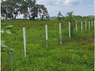 Venta de terreno en Rio Dulce Izabal Ref-4961 - 3