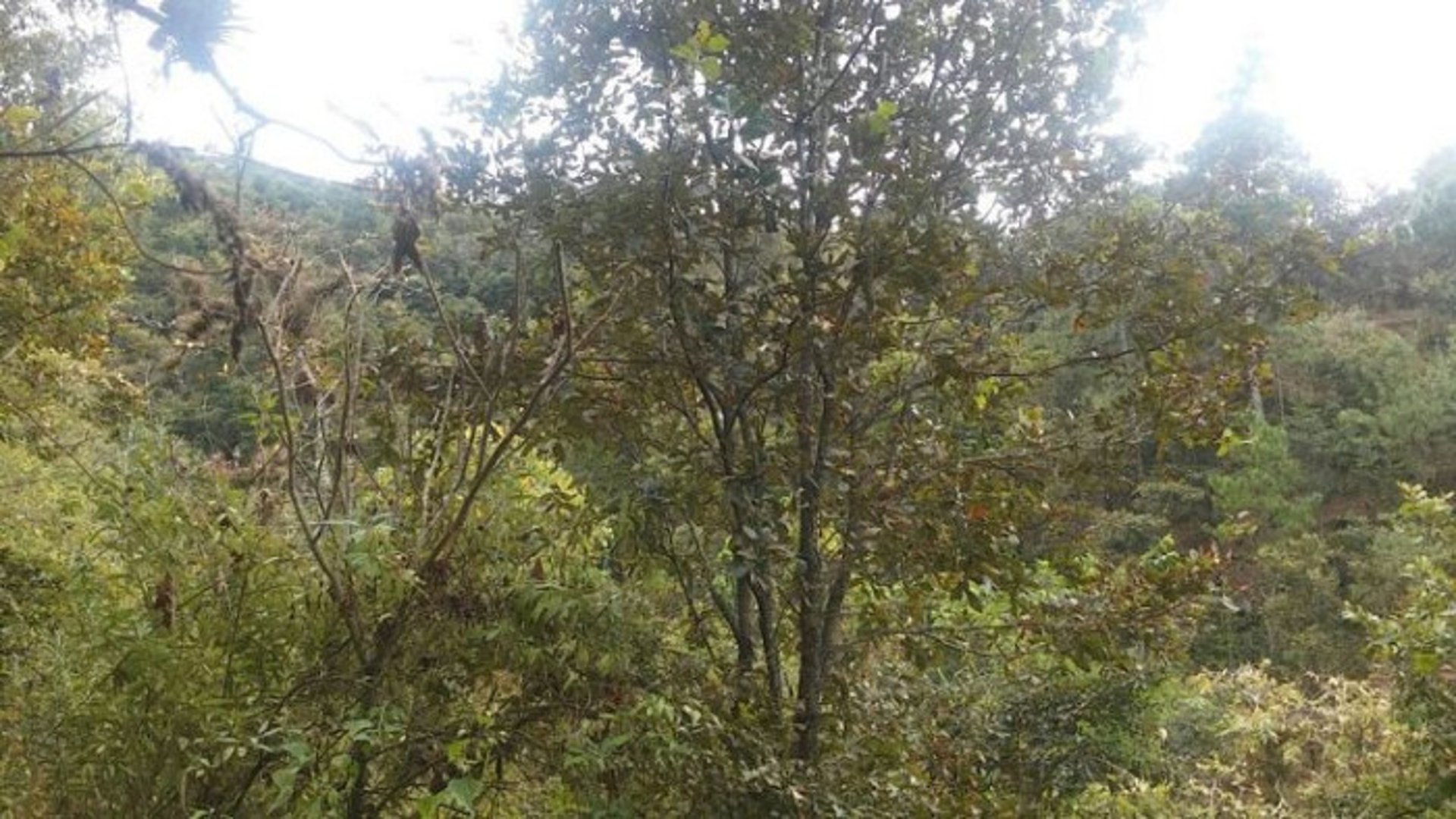 En Venta 70 Manzanas Terreno Boscoso San Pedro Ayampuc - Miniatura 14