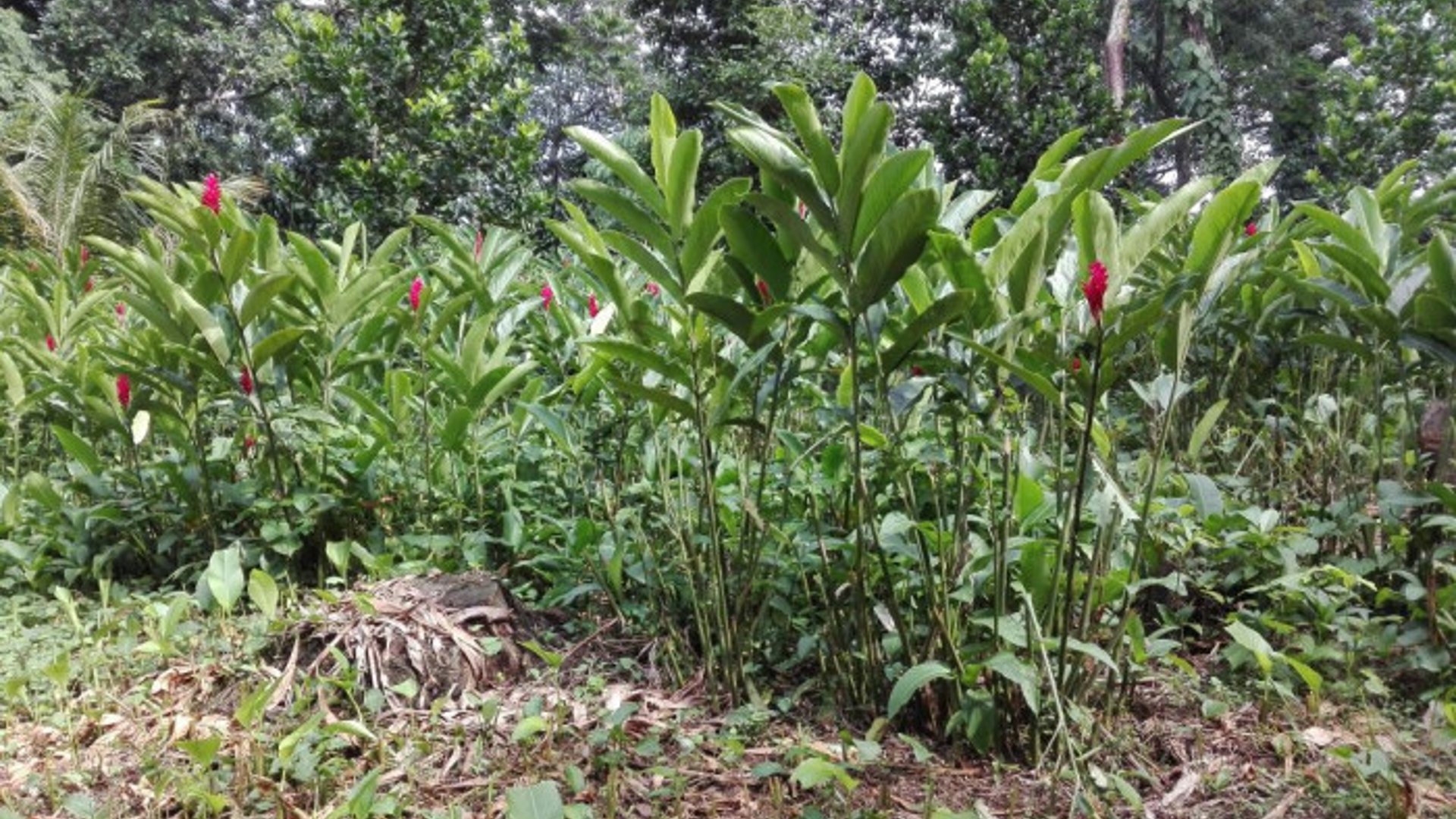 Finca en venta 8.5 manzanas Mazatenango Suchitepéquez - Miniatura 4