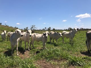 Finca de 4,876 manzanas en Venta en Petén - 5