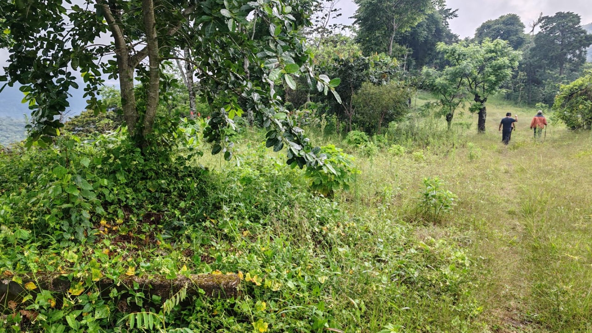 Finca cafetalera en venta 490 cuerdas Ref-4859 - Miniatura 3