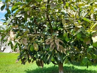 Cabaña en Venta, Tecpan, Santa Apolonia, a 1 km de la Ponderosa - Image 11