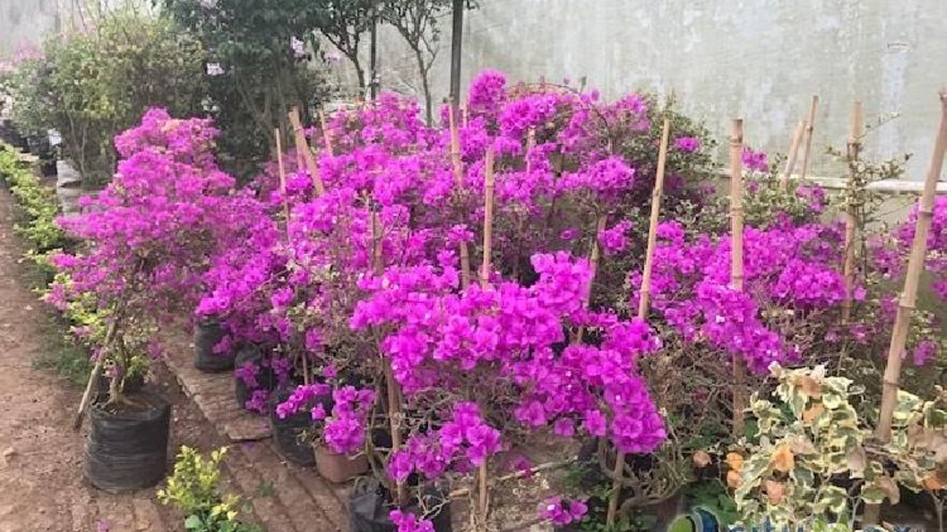 Terreno en venta para desarrollo en San José Pinula - Miniatura 13
