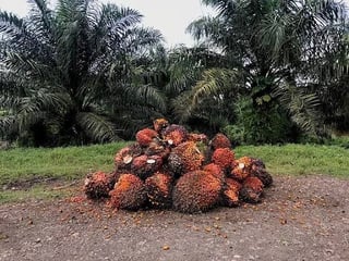 FINCA DE 45 CABALLERÍAS DE PALMA AFRICANA EN VENTA | SAYAXCHÉ, CERCA DEL CASCO M - 4