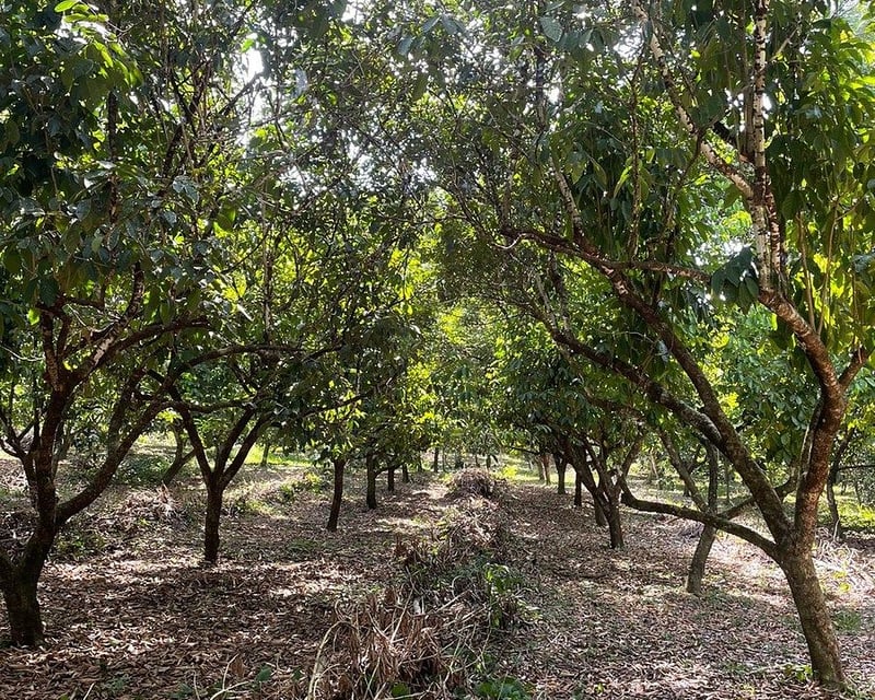 FINCA EN VENTA  MORALES , Izabal
