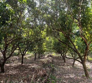 FINCA EN VENTA  MORALES , Izabal