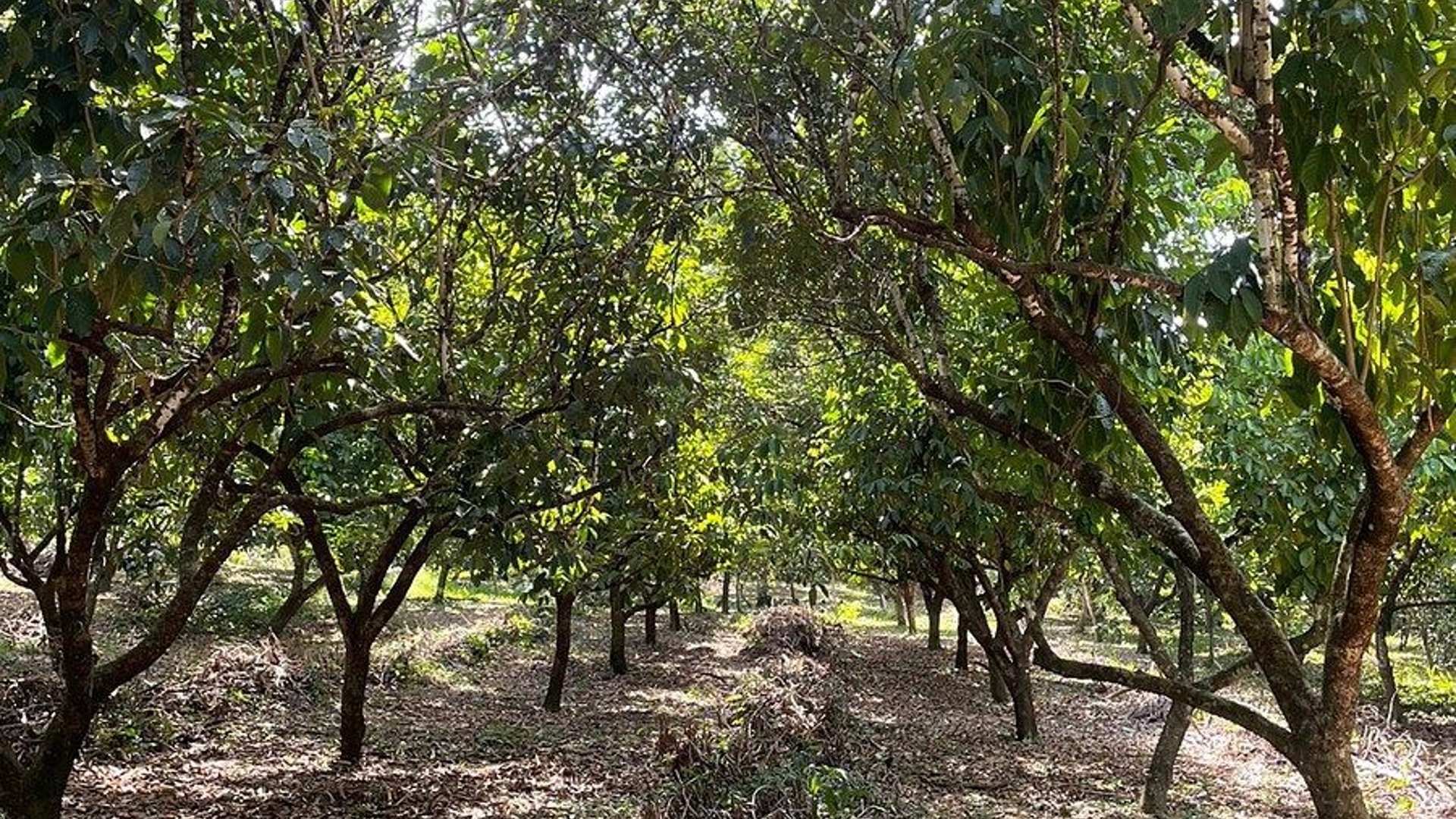 FINCA EN VENTA  MORALES , Izabal