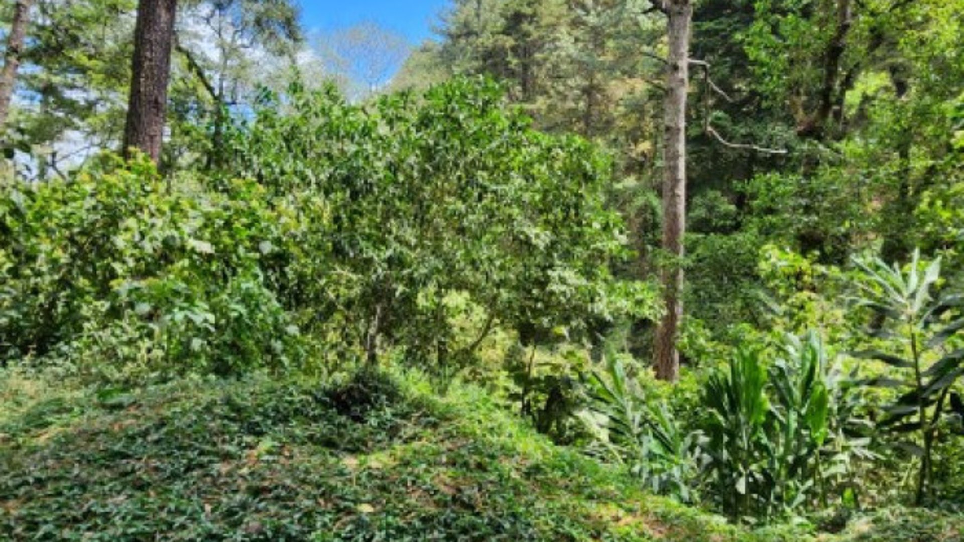Terreno en Venta Santiago Sacatepéquez, Jardin El Alto - Miniatura 3
