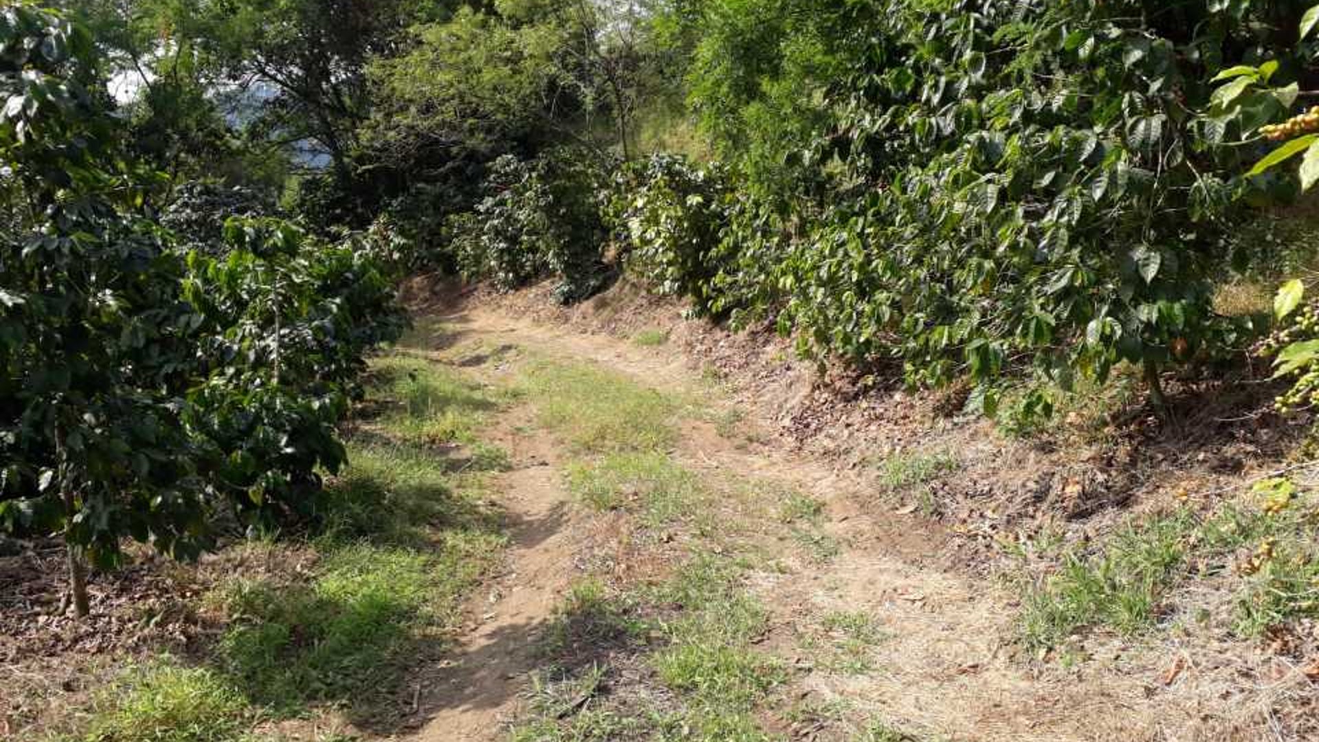 Se vende Finca en Acatenango Chimaltenango - Miniatura 4