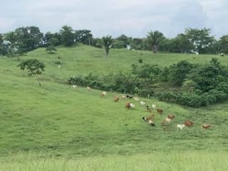 Finca en Venta en el Chal Petén - 3