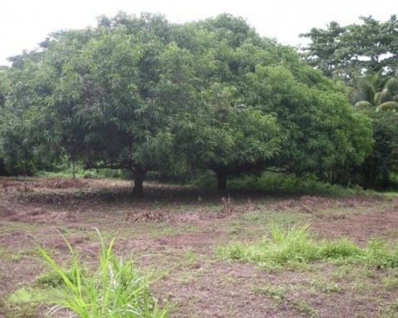 Finca en Venta en  Guanagazapa Escuintla