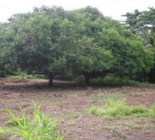 Finca en Venta en  Guanagazapa Escuintla