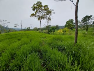Finca en VENTA de 2 caballerías en Chicacao, Suchitepéquez - 2