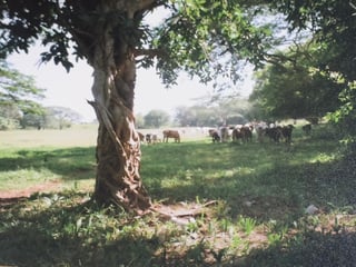 Terreno en Venta Taxisco, Santa Rosa, Guatemala - Image 1