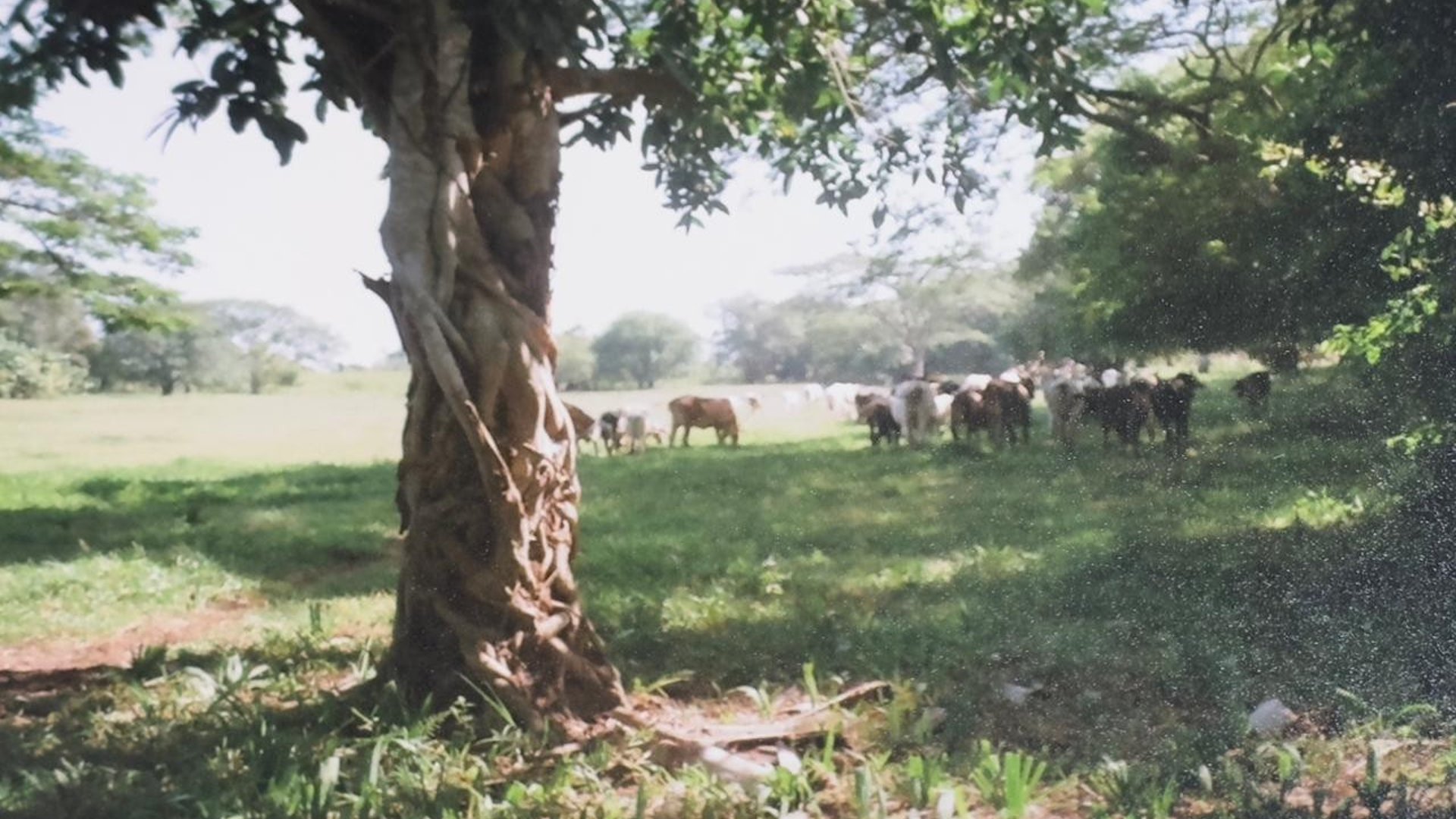 Terreno en Venta Taxisco, Santa Rosa, Guatemala