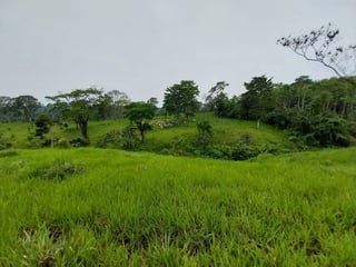 Finca en VENTA de 2 caballerías en Chicacao, Suchitepéquez - 3